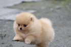 Pomeranian �pic �tenata