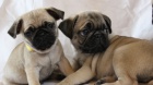 Kr�sn� Pug Puppies Kc Reg 1 Gen Certifik�t