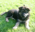 N�meck� ov��k �t��ata na prodej s pp