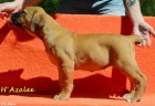 Boerboel �t��ata s PP na prodej