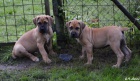 Boerboel �t��ata s PP na prodej