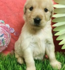 Samci a samice Zlat� retr�vr �t���tka k dispozici