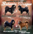 Tibetsk� doga - �t��ata zima 2017/2018