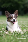 �teniatka welsh corgi cardigan