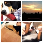 Entlebu�sk� sala�n�cky pes