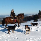 V�SP - chytr� pes