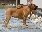 Boerboel �t�n� s PP na prodej