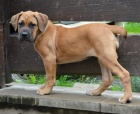 Boerboel �t�n� s PP na prodej