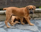 Boerboel �t�n� s PP na prodej