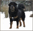 Tibetsk� doga - �t���tka s PP