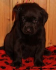 Labrador retriever tmav� �oko s PP a �t.Chesapeake