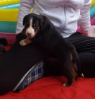 Appenzellsk� sala�nick� pes s PP