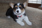 �t��ata welsh Corgi Pembroke 