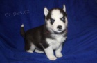 Siberian Husky s PP