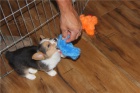   �t��ata Pembroke Welsh Corgi