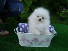 Pomeranian �t��ata