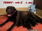 �okol�dov� labrador