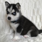 �t��ata sibi�sk�ho husky.