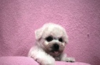 Bi�onek - Bichon Fris�
