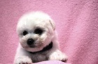 Bi�onek - Bichon Fris�