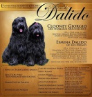 �ern� �t��ata s PP - Briard