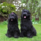 �ern� �t��ata s PP - Briard