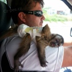 Prod�m Kapuc�nsk� opice