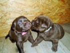 Labradorsk� retriever s PP �okol�dov�