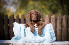 Chesapeake bay retriver s PP (jako hn�d� labrador)
