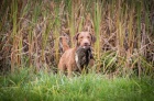 Chesapeake bay retriver s PP (jako hn�d� labrador)