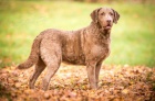 Chesapeake bay retriver s PP (jako hn�d� labrador)