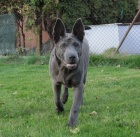 Thajsk� Ridgeback - 5 m�ss��n� fene�ka