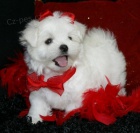 Malt�zsk� ps�k