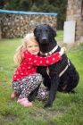 �t�n� curly coated retrievera