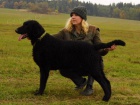 �t�n� curly coated retrievera
