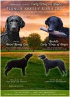 �t�n� curly coated retrievera