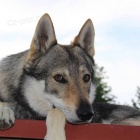 �eskoslovensk� vl��k s PP