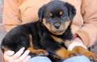  Rottweiller �t��ata k dispozici na V�noce te� !!
