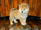 Kr�sn� �t��ata Shiba Inu jsou k dispozici, //