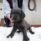 N�meck� doga modr�