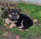 N�meck� ov��k na Vianoce