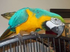 Prod�m V�noce Ara Ararauna papou�ci