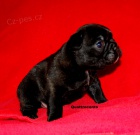 Francouzsk� buldo�ek