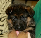 N�meck� ov��k typ Rex