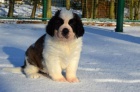 Svatobernardsk� pes s PP (Bernard�n)