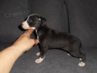 Whippet /Vipet/ - �t���tka s pp