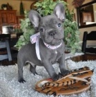 Francouzsk� buldo�ek