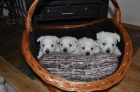 West highland white terrier (west�k)- �t��ata s PP