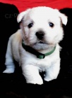 West highland white terrier (west�k)- �t��ata s PP