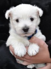 West highland white terrier (west�k)- �t��ata s PP